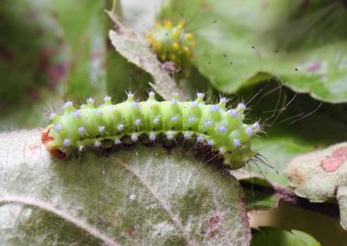 Réf. 306 212 : Saturnia pyri